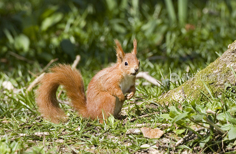 红松鼠(Sciurus vulgaris)